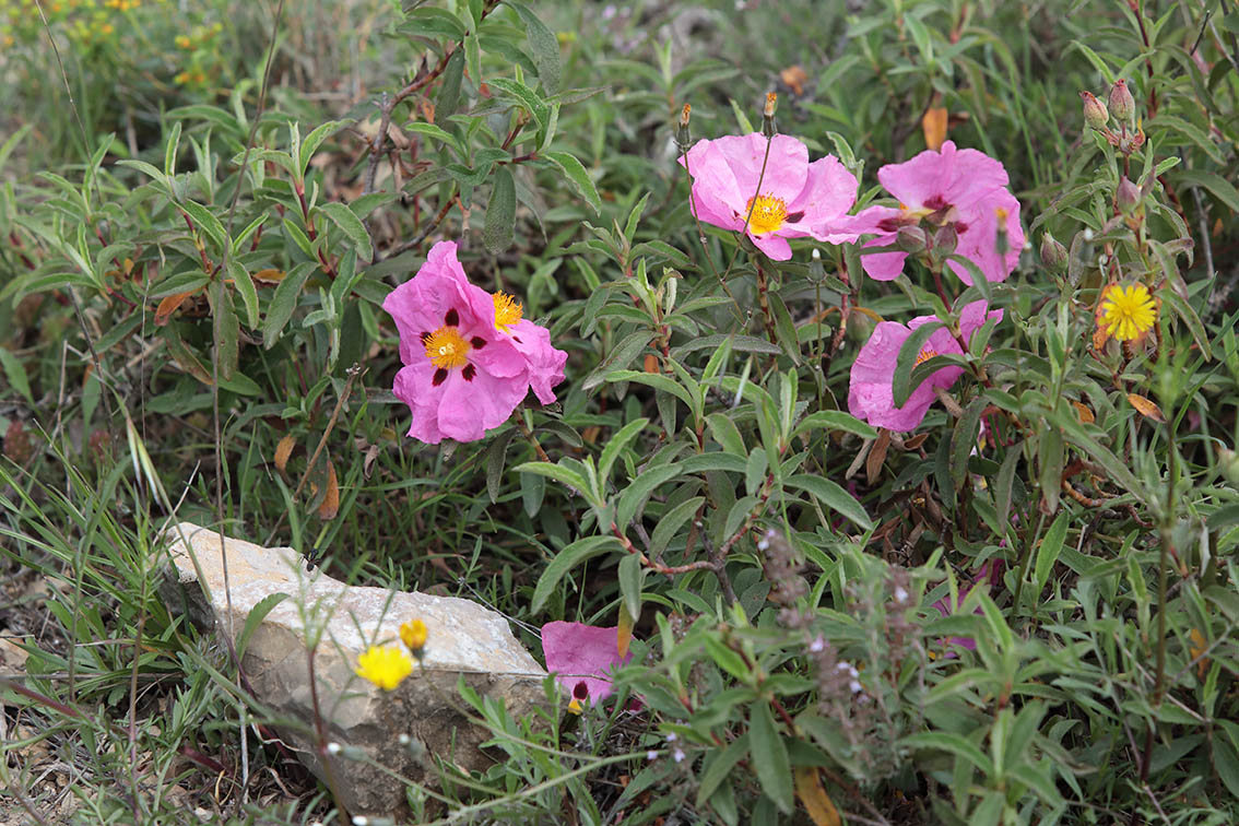 Cistus da determinare